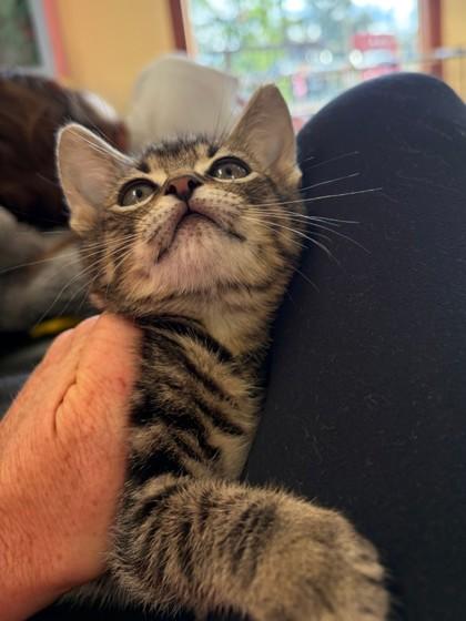 Jerry, adopted, Young Male Domestic Short Hair.