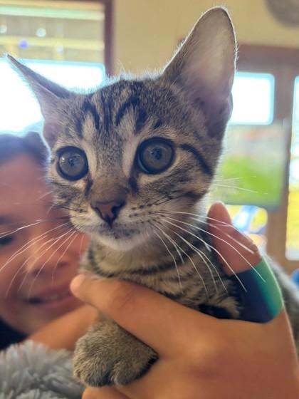 Enlarge Jerry, an adopted Domestic Short Hair in Santa Cruz, CA image 3/4