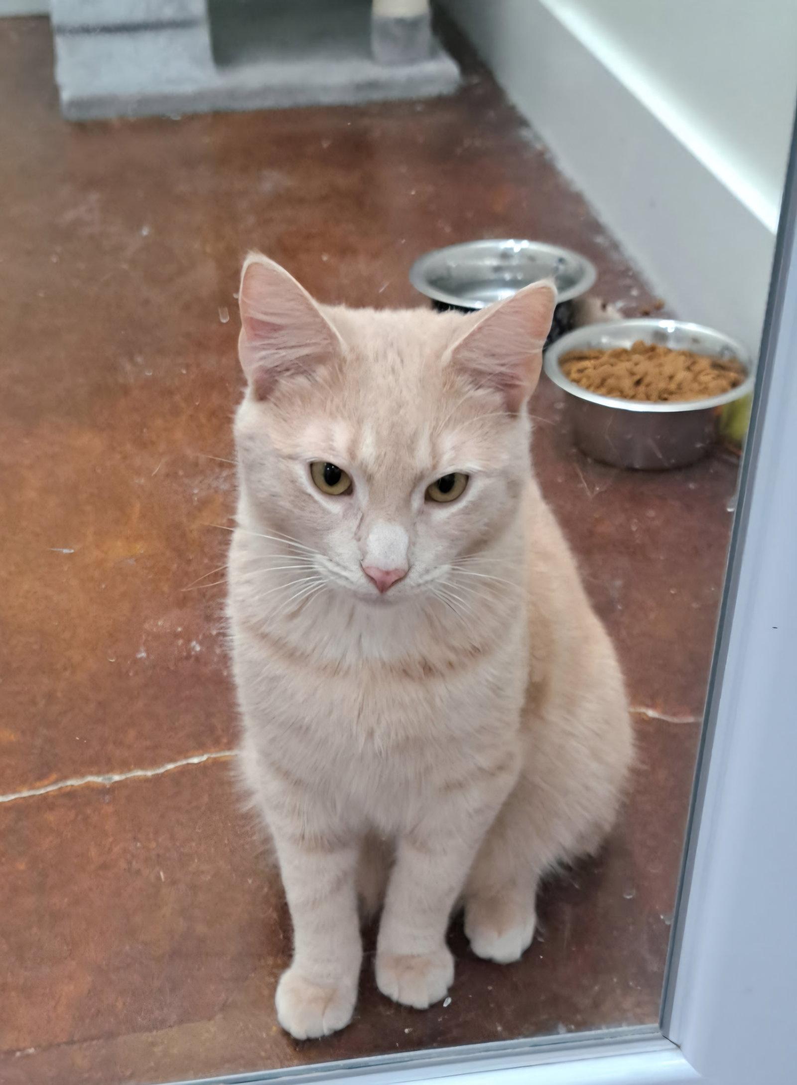 Macon, Adopted, Adult Male Domestic Short Hair.