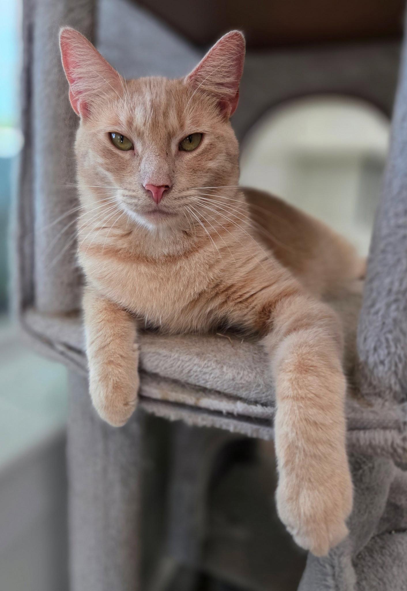 Enlarge Macon, a Adopted Domestic Short Hair in Magnolia Springs, AL image 2/3