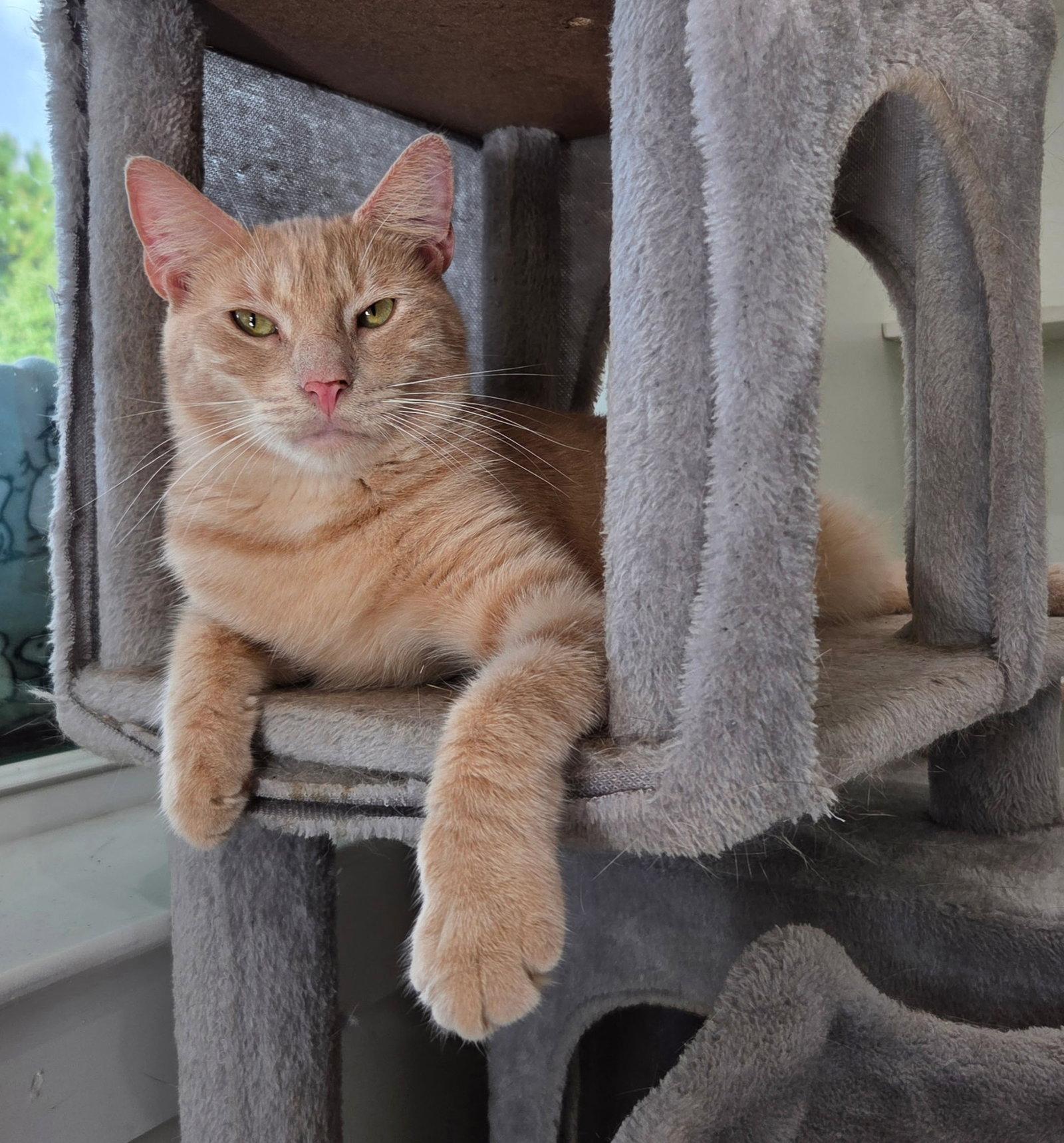 Enlarge Macon, a Adopted Domestic Short Hair in Magnolia Springs, AL image 3/3