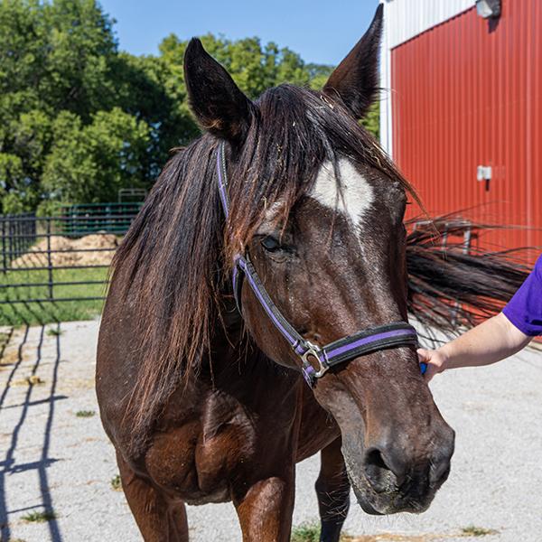 Enlarge Annie Bonded Buddy With Sally, a Adoptable mixed breed in Des Moines, IA image 1/1