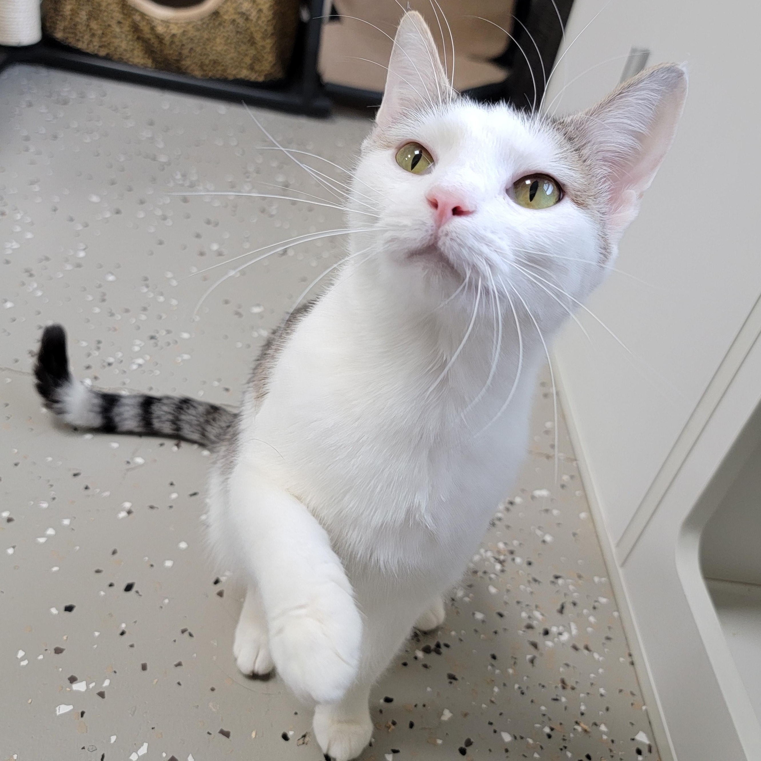 Robin, Adoptable, Adult Female Domestic Short Hair.