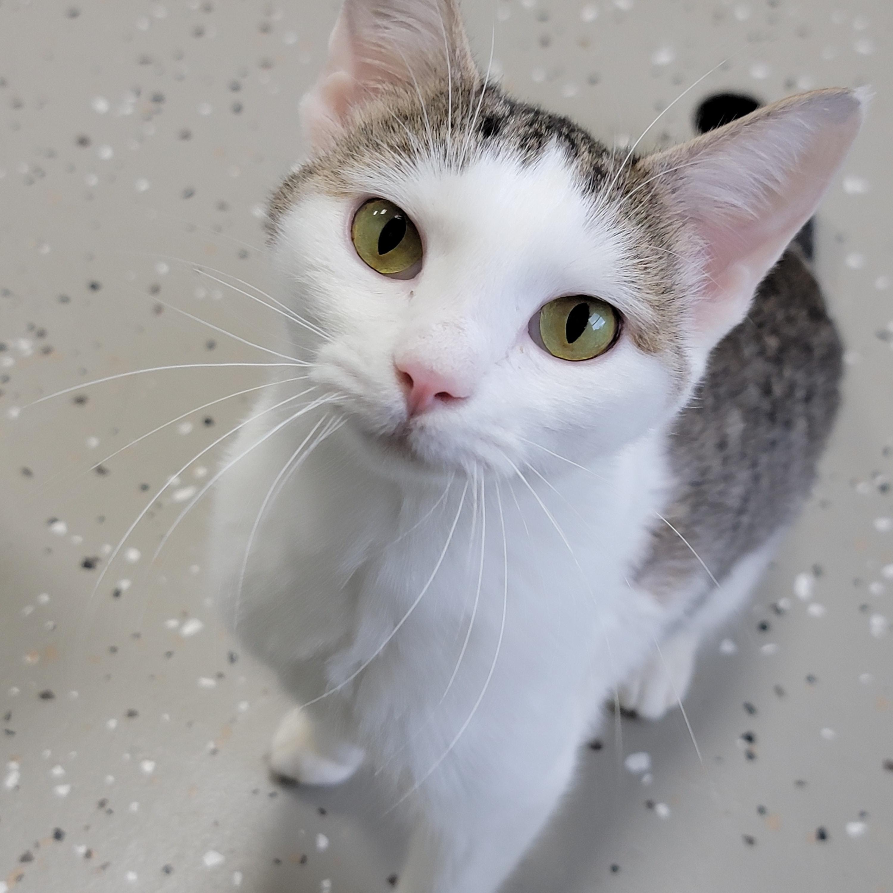 Enlarge Robin, a Adoptable Domestic Short Hair in Hornell, NY image 2/3