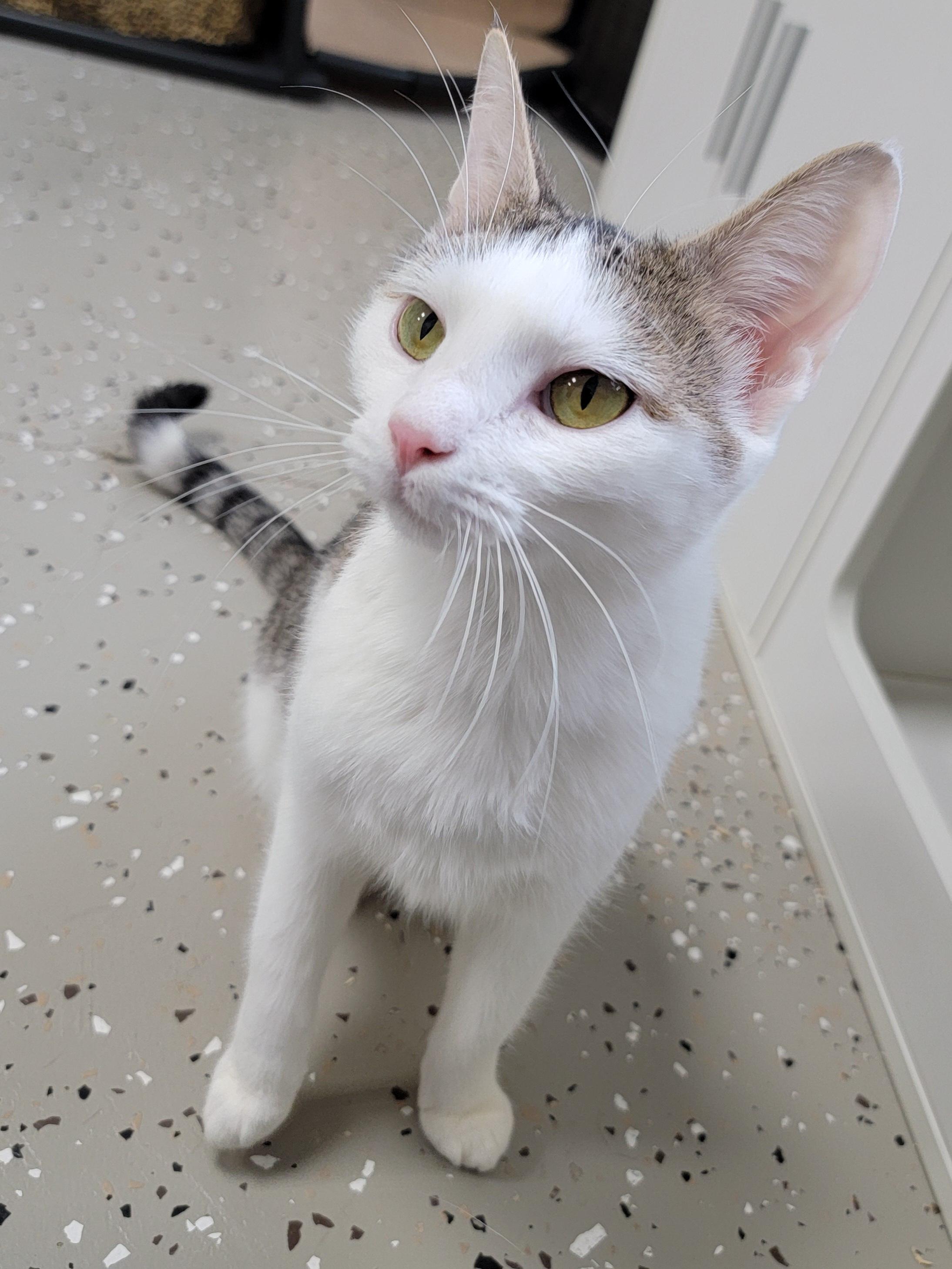 Enlarge Robin, a Adoptable Domestic Short Hair in Hornell, NY image 3/3