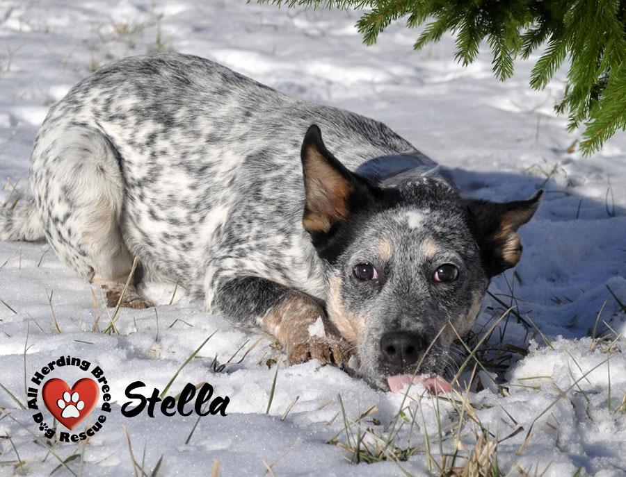 Enlarge Stella, a ADOPTABLE Cattle Dog in Joliet, IL image 2/3
