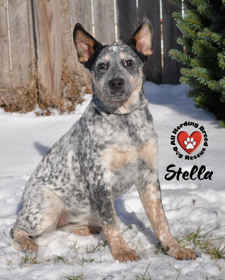 Enlarge Stella, a ADOPTABLE Cattle Dog in Joliet, IL image 1/3