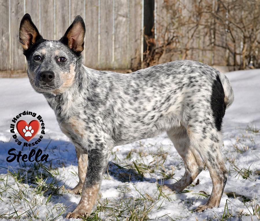Enlarge Stella, a ADOPTABLE Cattle Dog in Joliet, IL image 3/3