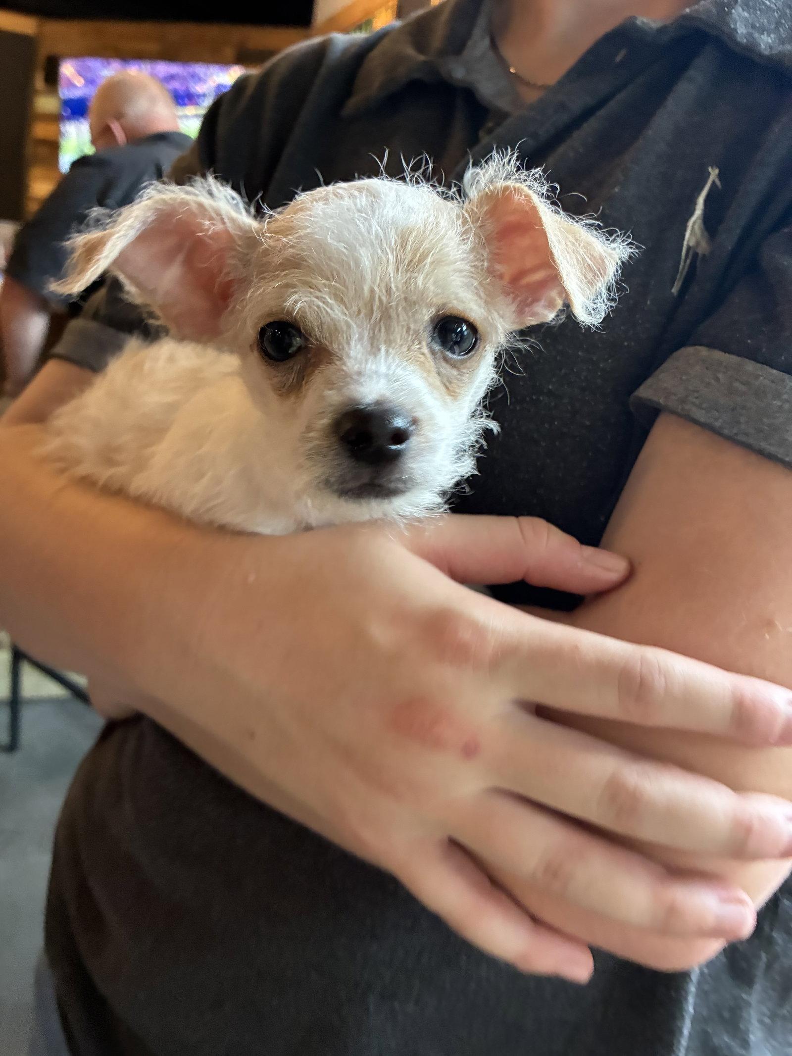 Opie photo