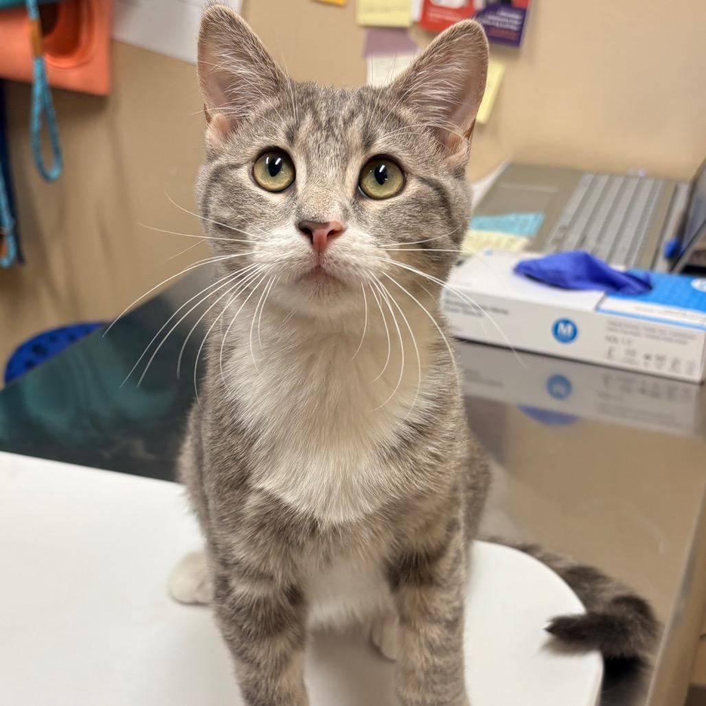 Tumbles, Adoptable, Kitten Female Domestic Short Hair.
