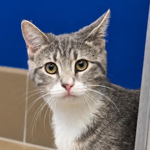 Tumbles, a Adoptable Domestic Short Hair in Wickenburg, AZ image 2/3