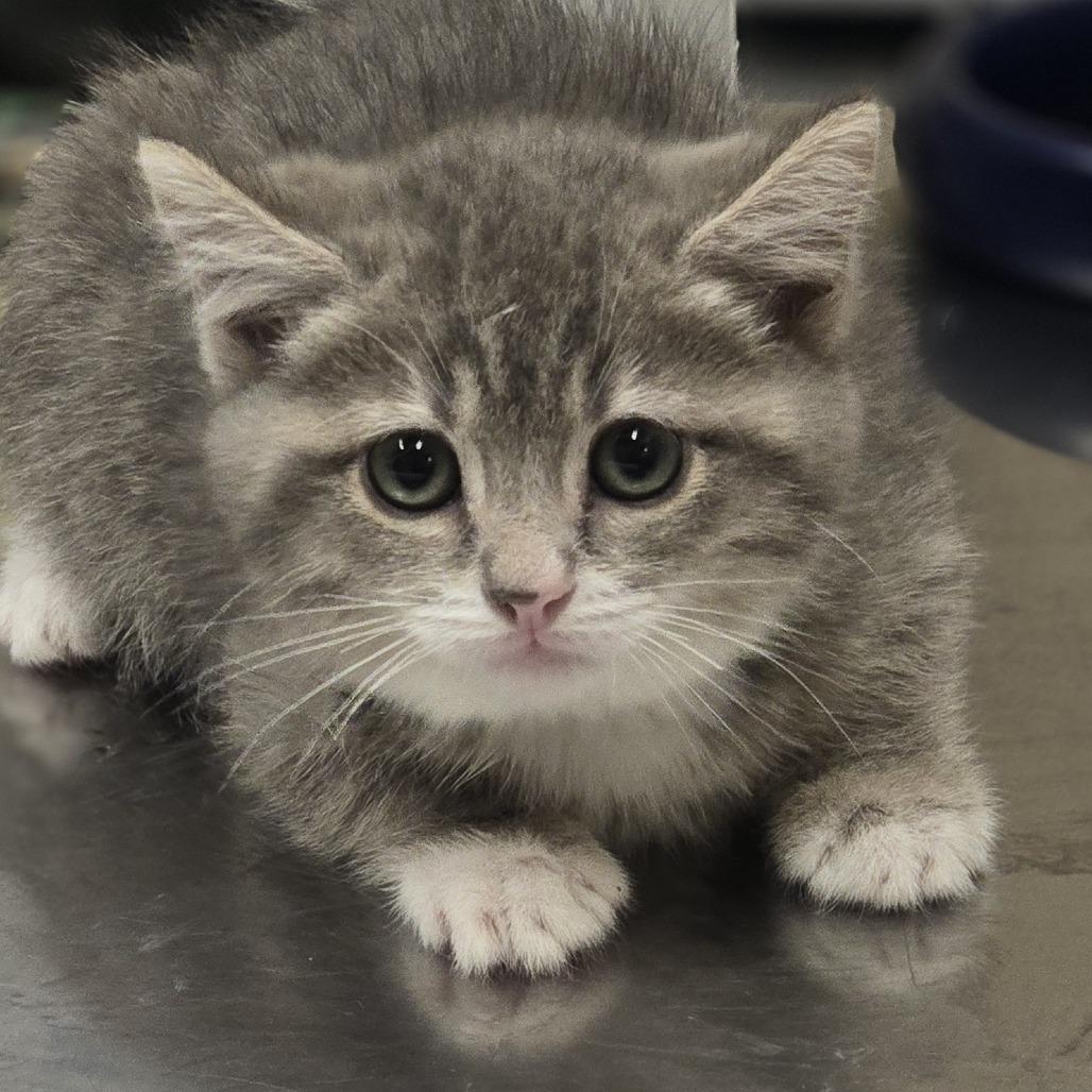 Tumbles, a Adoptable Domestic Short Hair in Wickenburg, AZ image 3/3