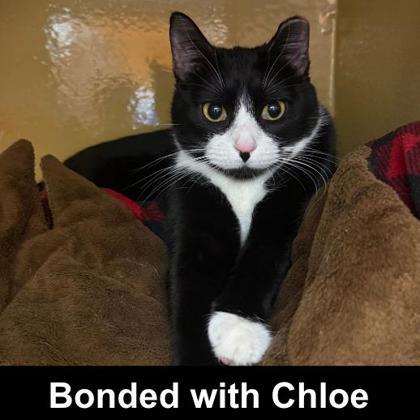 Zoe, Adoptable, Young Female Domestic Short Hair & Domestic Short Hair.