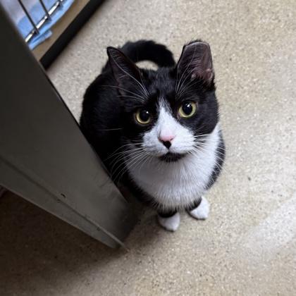 Zoe, a Adoptable Domestic Short Hair in Elk Grove Village, IL image 1/2