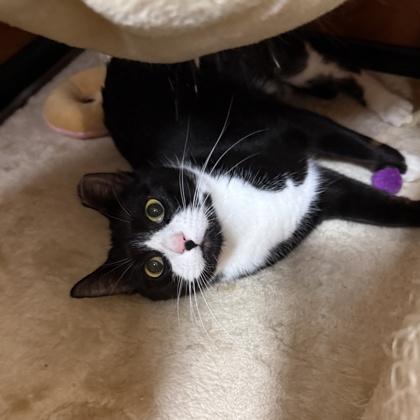 Enlarge Zoe, a Adoptable Domestic Short Hair in Elk Grove Village, IL image 3/3