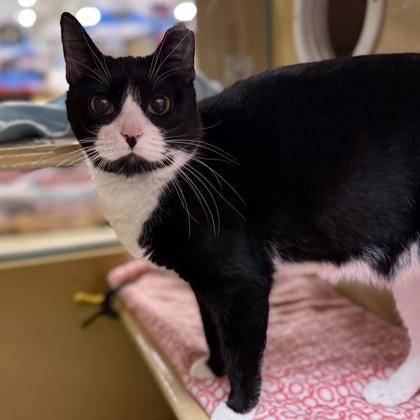 Enlarge Zoe, a Adoptable Domestic Short Hair in Elk Grove Village, IL image 3/3