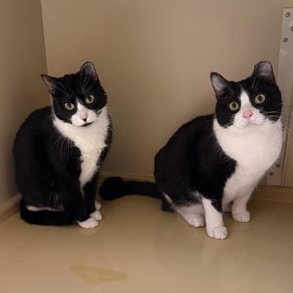 Zoe, a Adoptable Domestic Short Hair in Elk Grove Village, IL image 2/2