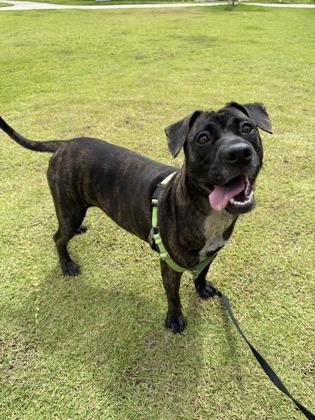 Maxine, Adoptable, Adult Female Pit Bull Terrier & Mixed Breed.