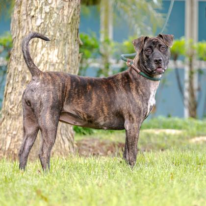 Enlarge Maxine, a Adoptable mixed breed in Honolulu, HI image 2/3
