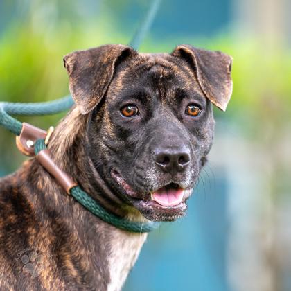 Enlarge Maxine, a Adoptable mixed breed in Honolulu, HI image 3/3