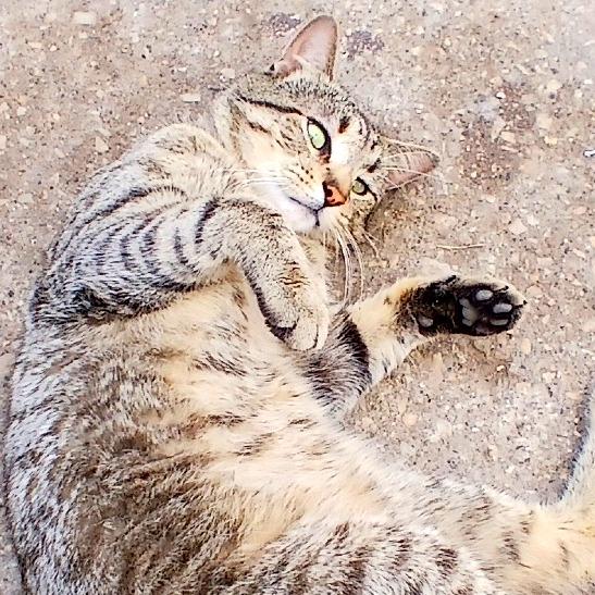 Joak — thumbnail 2