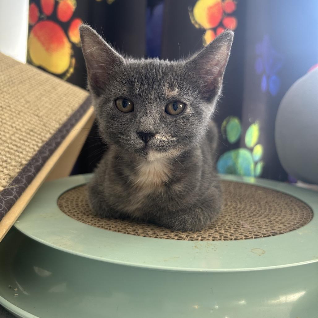 Chunka 26-065, Adoptable, Kitten Female Domestic Short Hair.