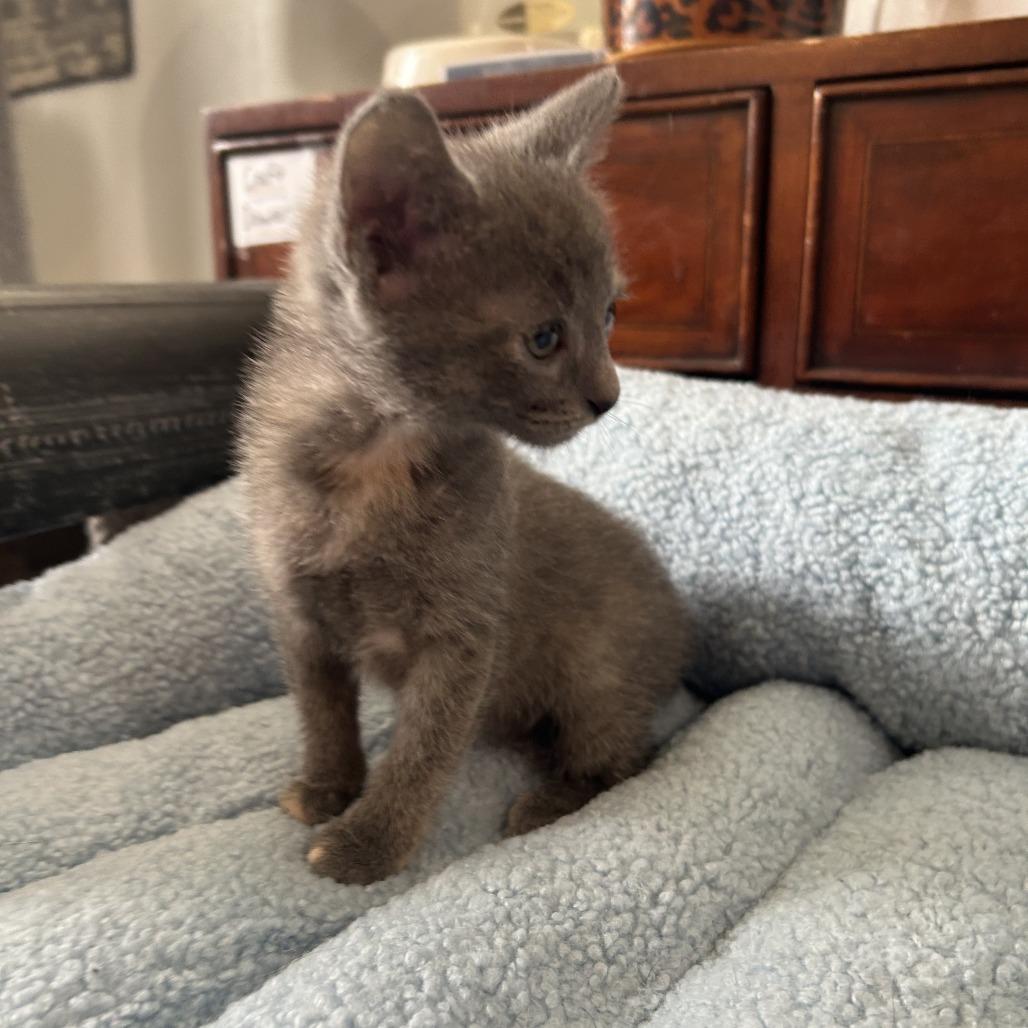 Chunka 26-065, Adoptable, Kitten Female Domestic Short Hair.