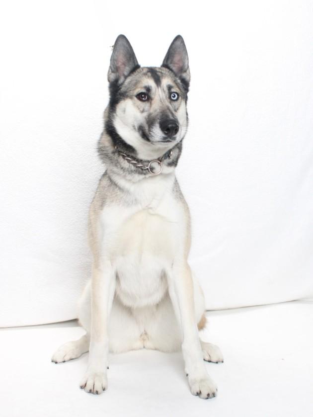 BOOTS, Adoptable, Adult Female German Shepherd Dog & Husky.