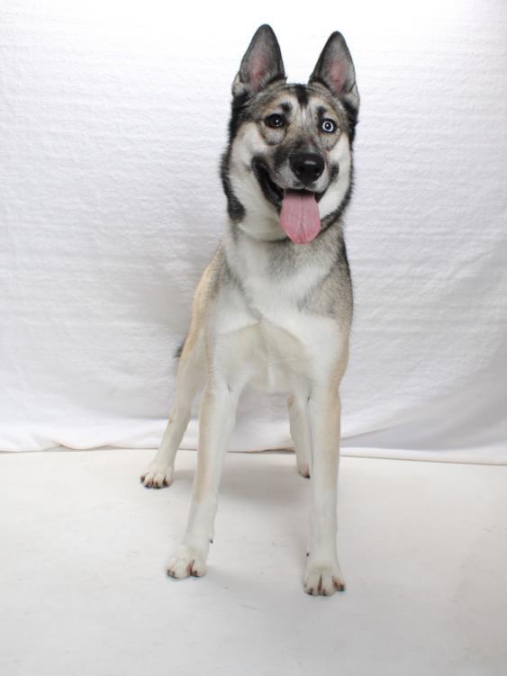 BOOTS, Adoptable, Adult Female German Shepherd Dog & Husky.