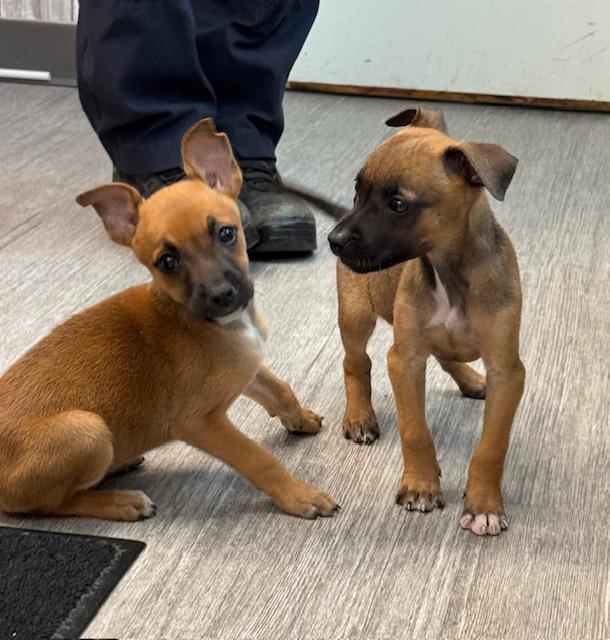 PENNY and PEPPER