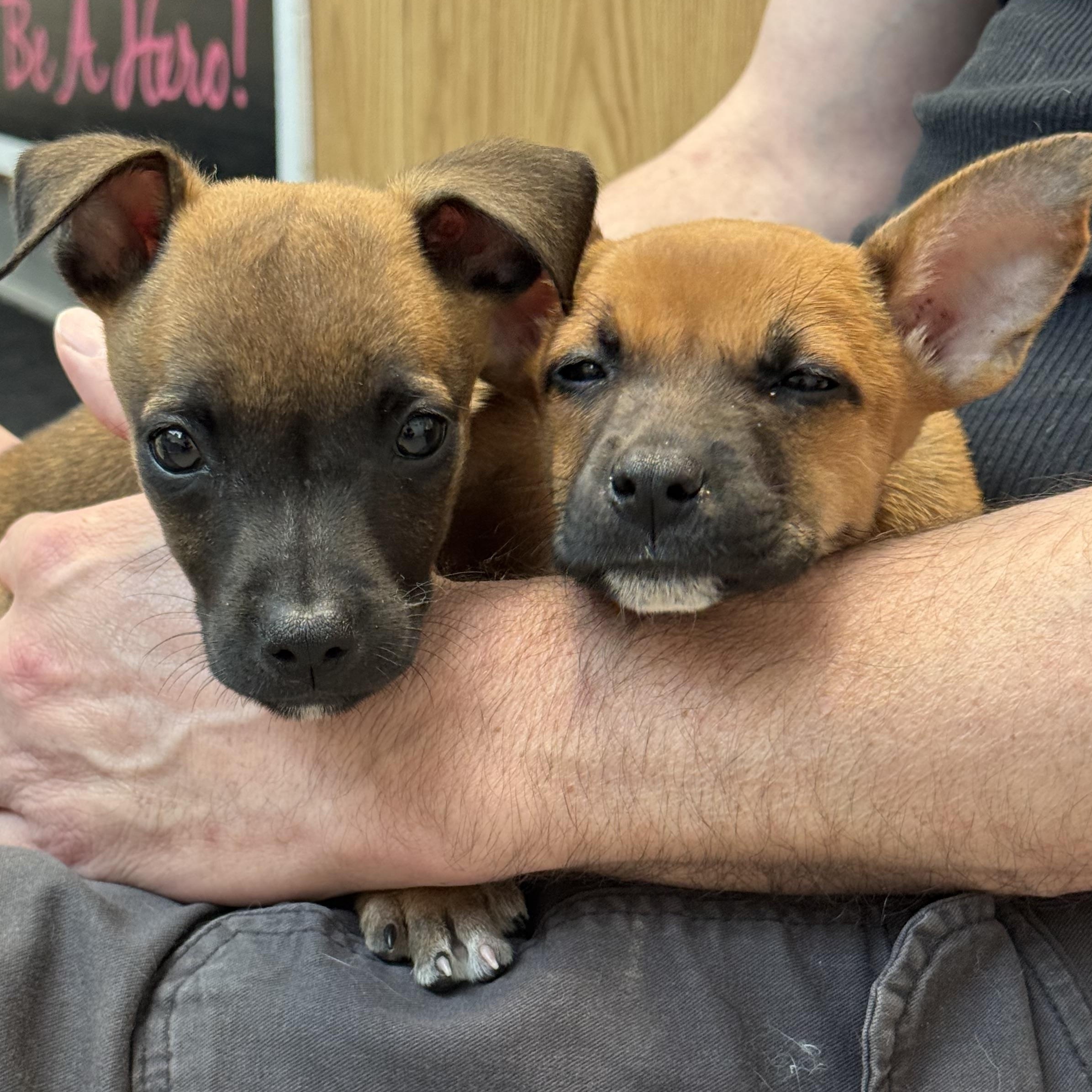 PENNY and PEPPER
