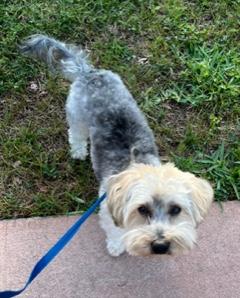 Enlarge Chevy, an adopted Yorkie Poo in Longwood, FL image 4/4