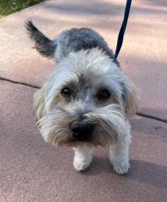 Chevy, adopted, Adult Male Yorkie Poo.