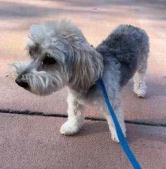 Enlarge Chevy, an adopted Yorkie Poo in Longwood, FL image 3/4