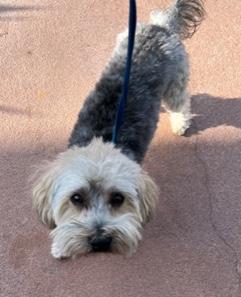Enlarge Chevy, an adopted Yorkie Poo in Longwood, FL image 2/4