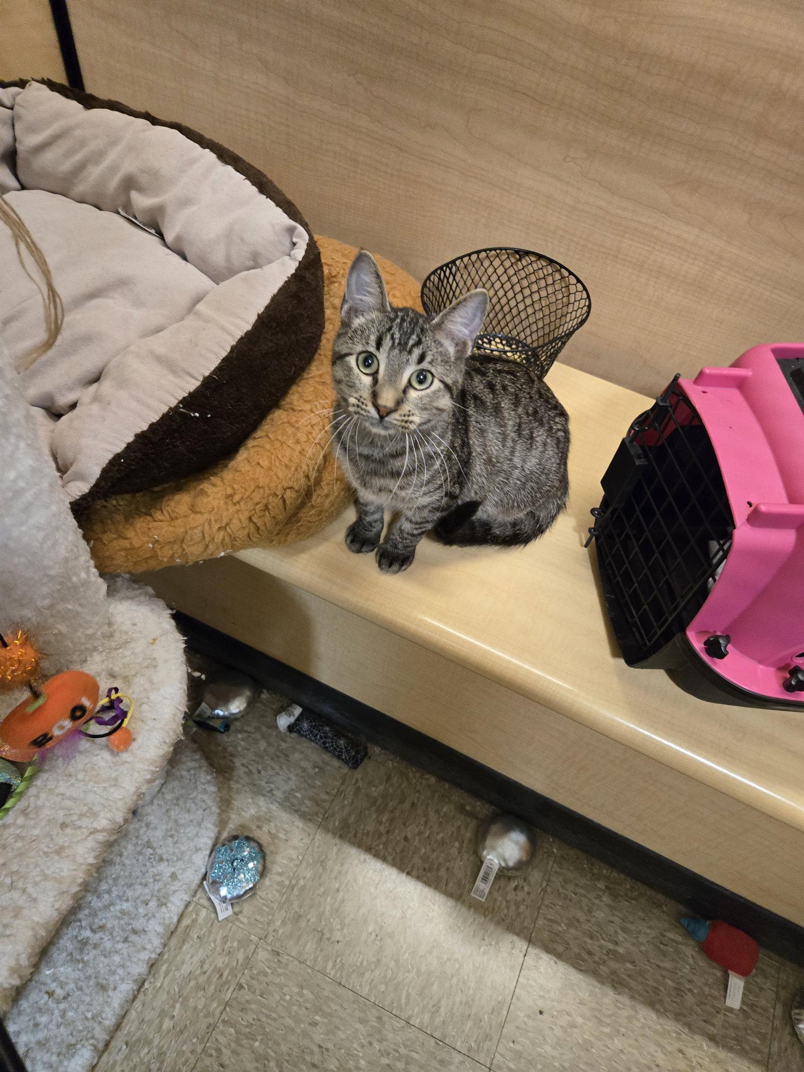 Murray, Adoptable, Young Male Domestic Short Hair.