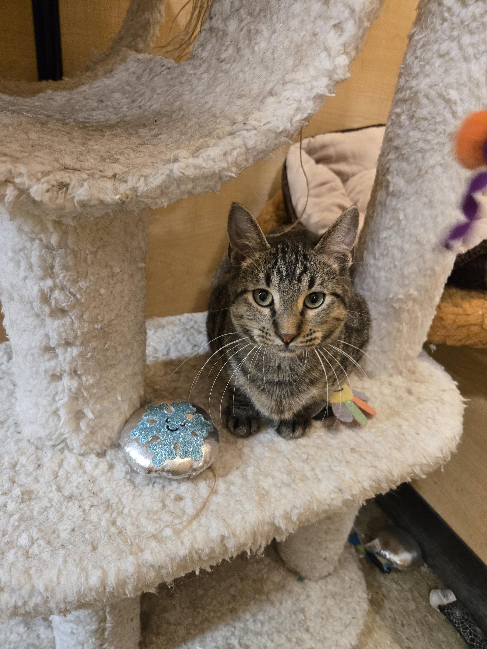 Enlarge Murray, a Adoptable Domestic Short Hair in Rowlett, TX image 2/3