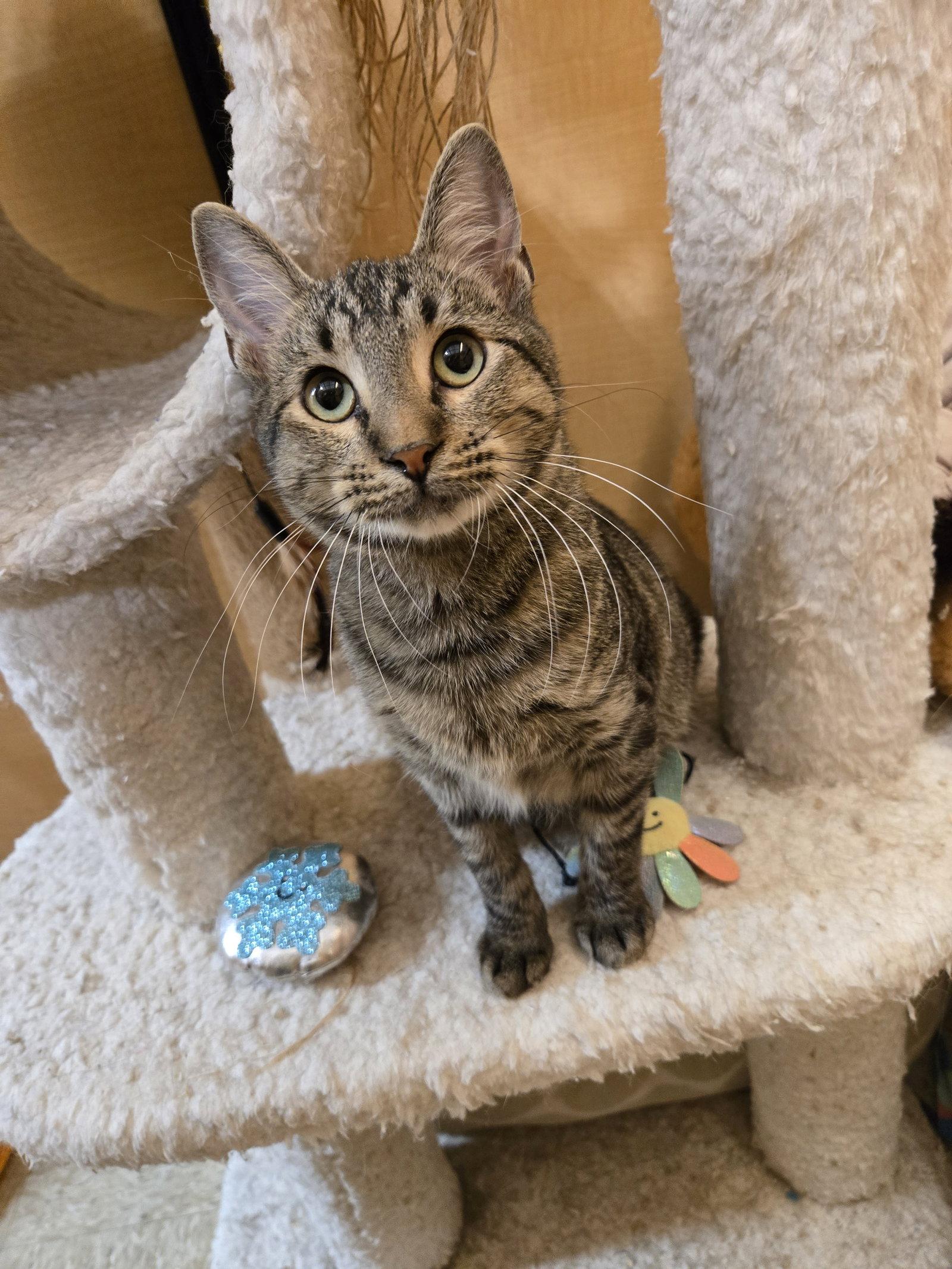 Enlarge Murray, a Adoptable Domestic Short Hair in Rowlett, TX image 3/3