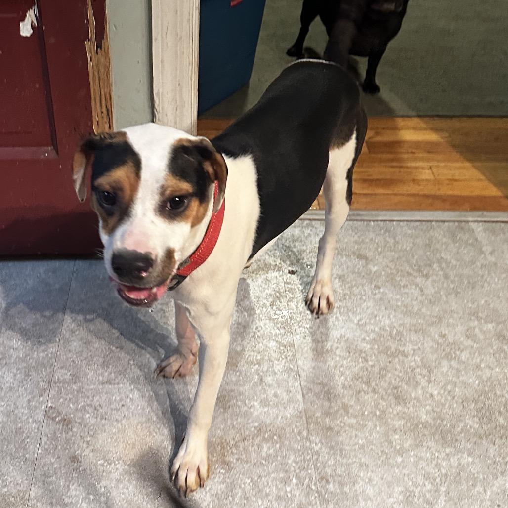 Enlarge Monroe, a Adoptable Hound in La Grange, KY image 2/3