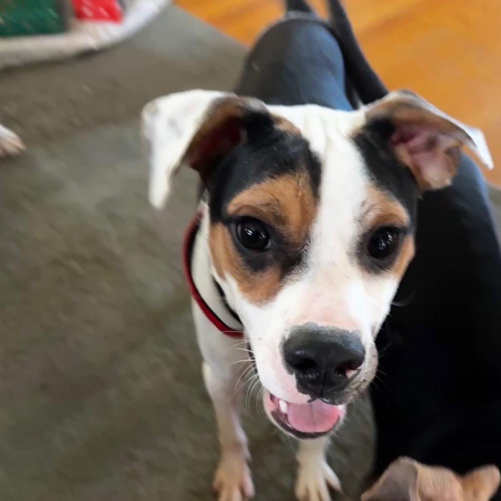 Enlarge Monroe, a Adoptable Hound in La Grange, KY image 3/3