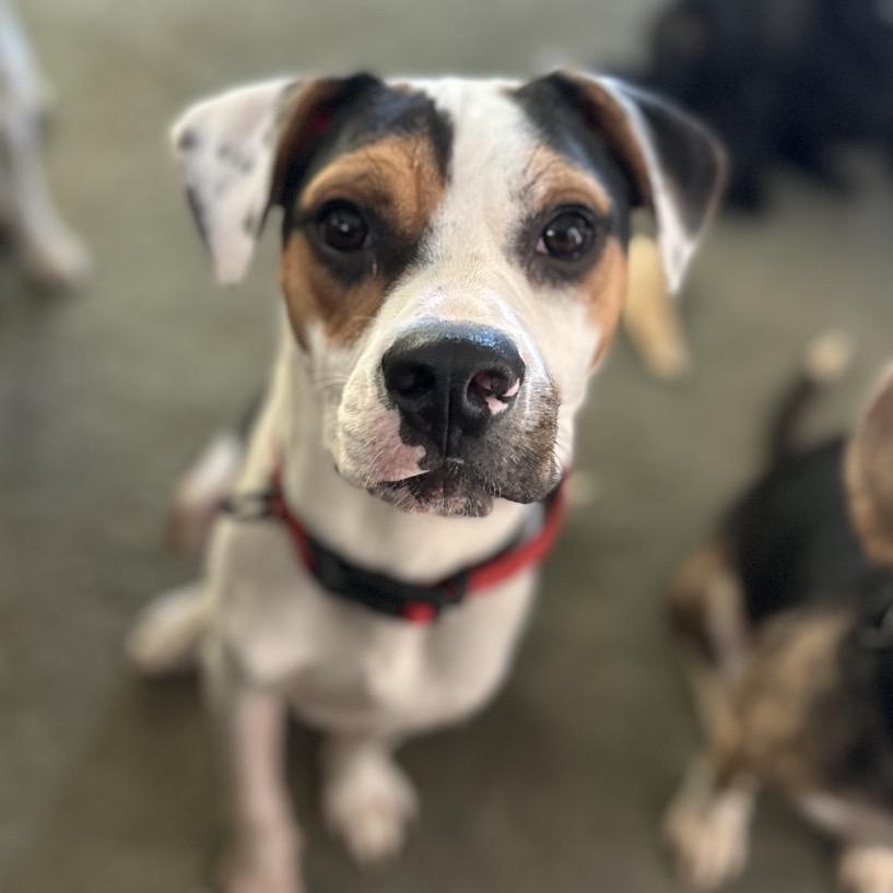 Enlarge Monroe, a Adoptable Hound in La Grange, KY image 1/3