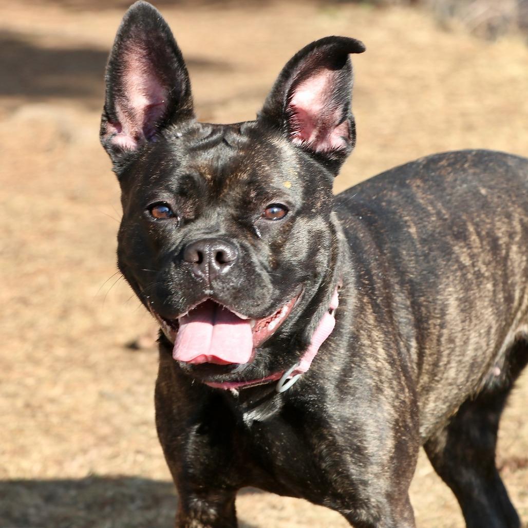 Enlarge Xenia, a Adoptable Mixed Breed in Allentown, PA image 1/2