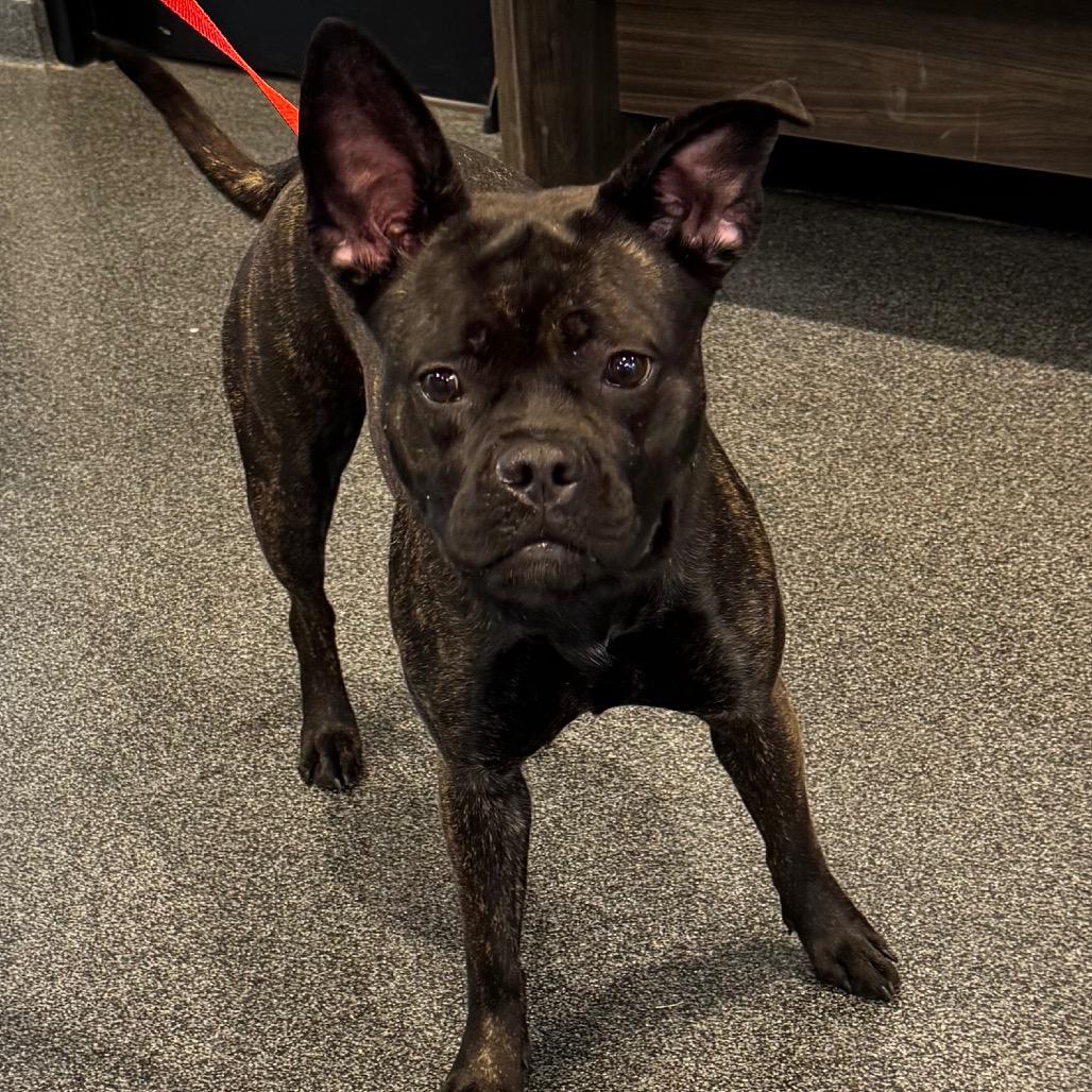 Enlarge Xenia, a Adoptable Mixed Breed in Allentown, PA image 2/2