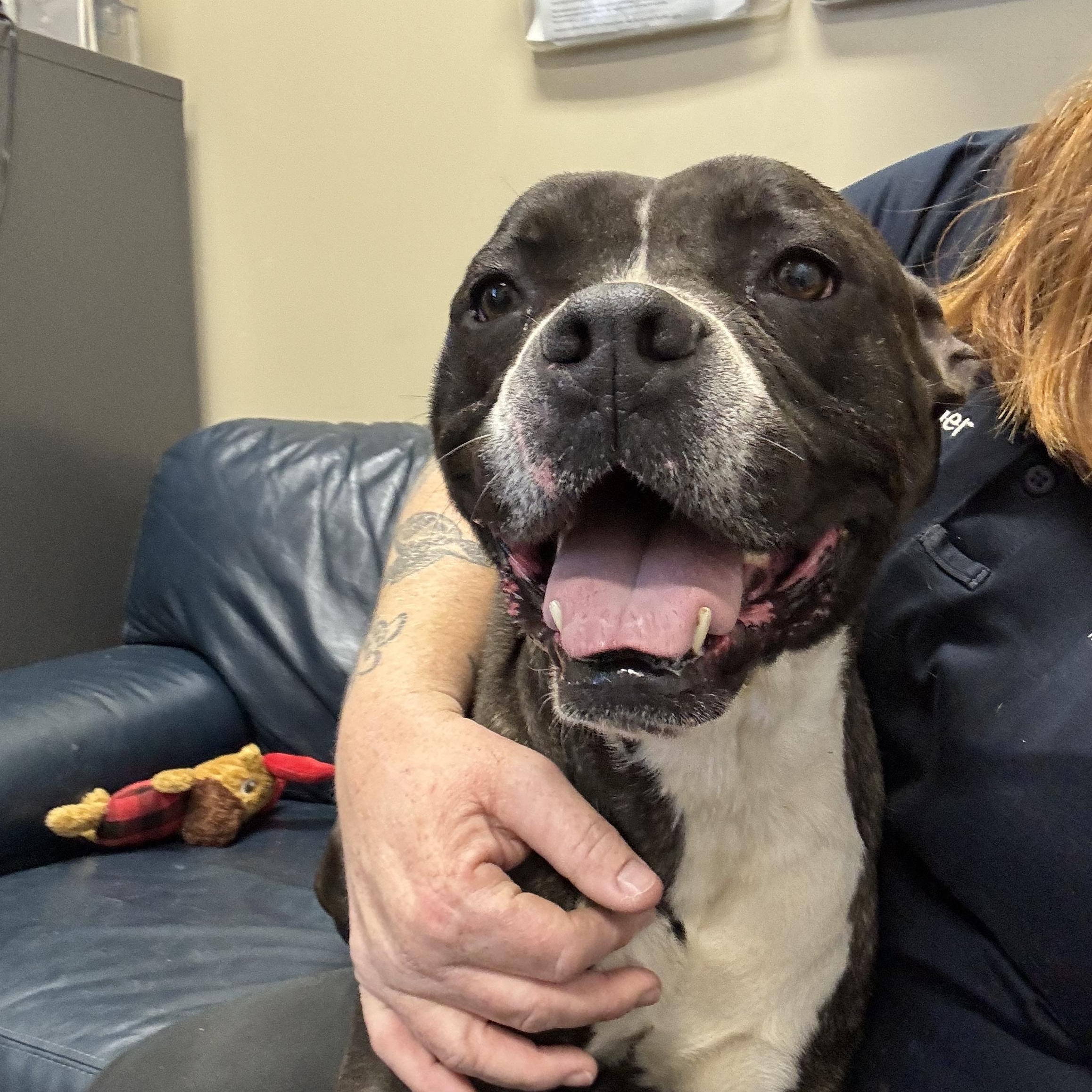 Enlarge Coral, a ADOPTABLE mixed breed in Glenpool, OK image 3/4