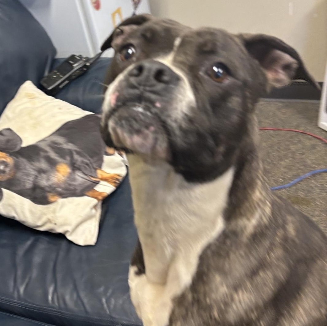 Enlarge Coral, a ADOPTABLE mixed breed in Glenpool, OK image 4/4