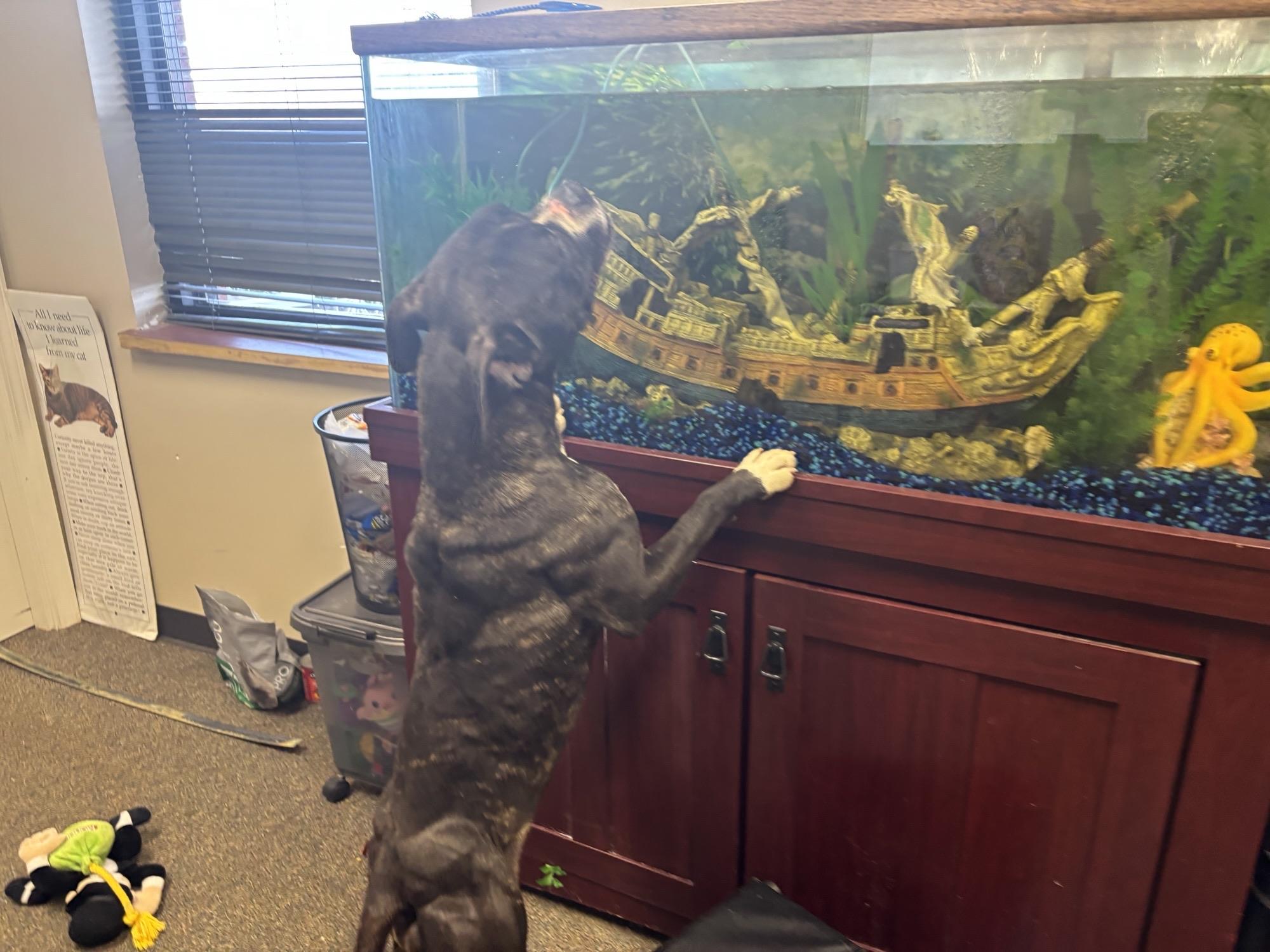 Enlarge Coral, a ADOPTABLE mixed breed in Glenpool, OK image 2/4