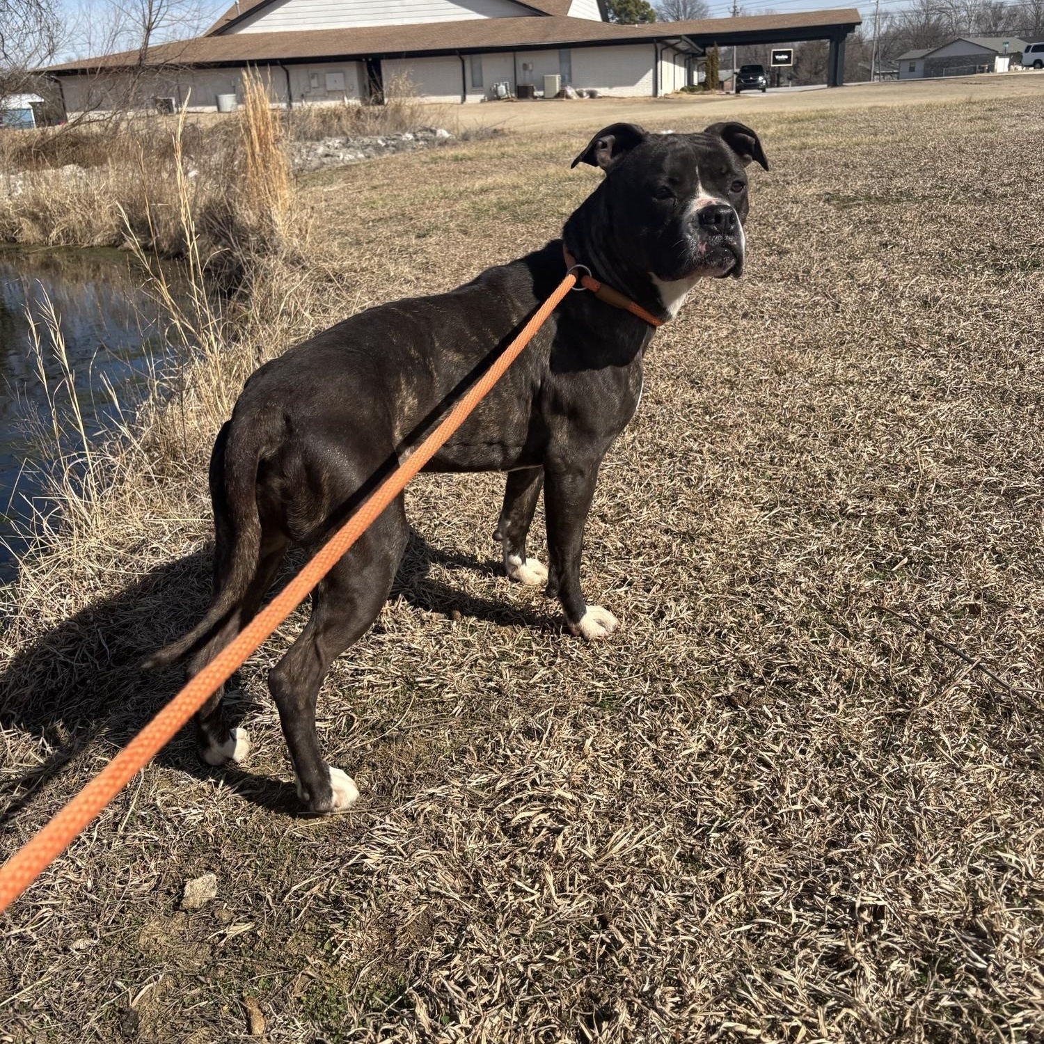 Coral, ADOPTABLE, Adult Female Boxer.