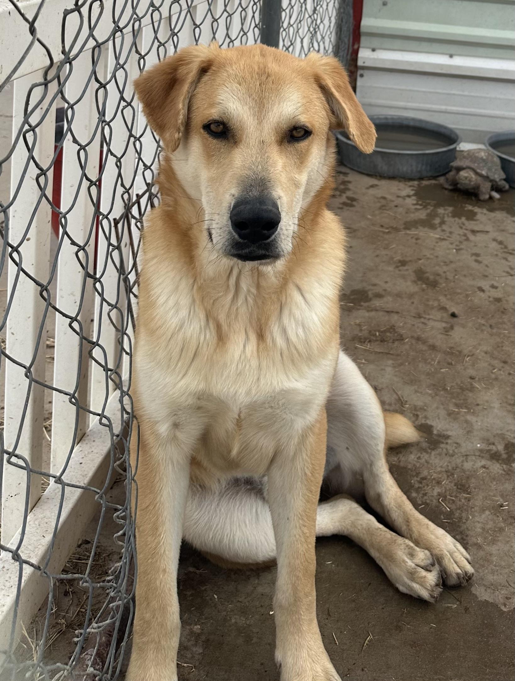 Frost — thumbnail 2