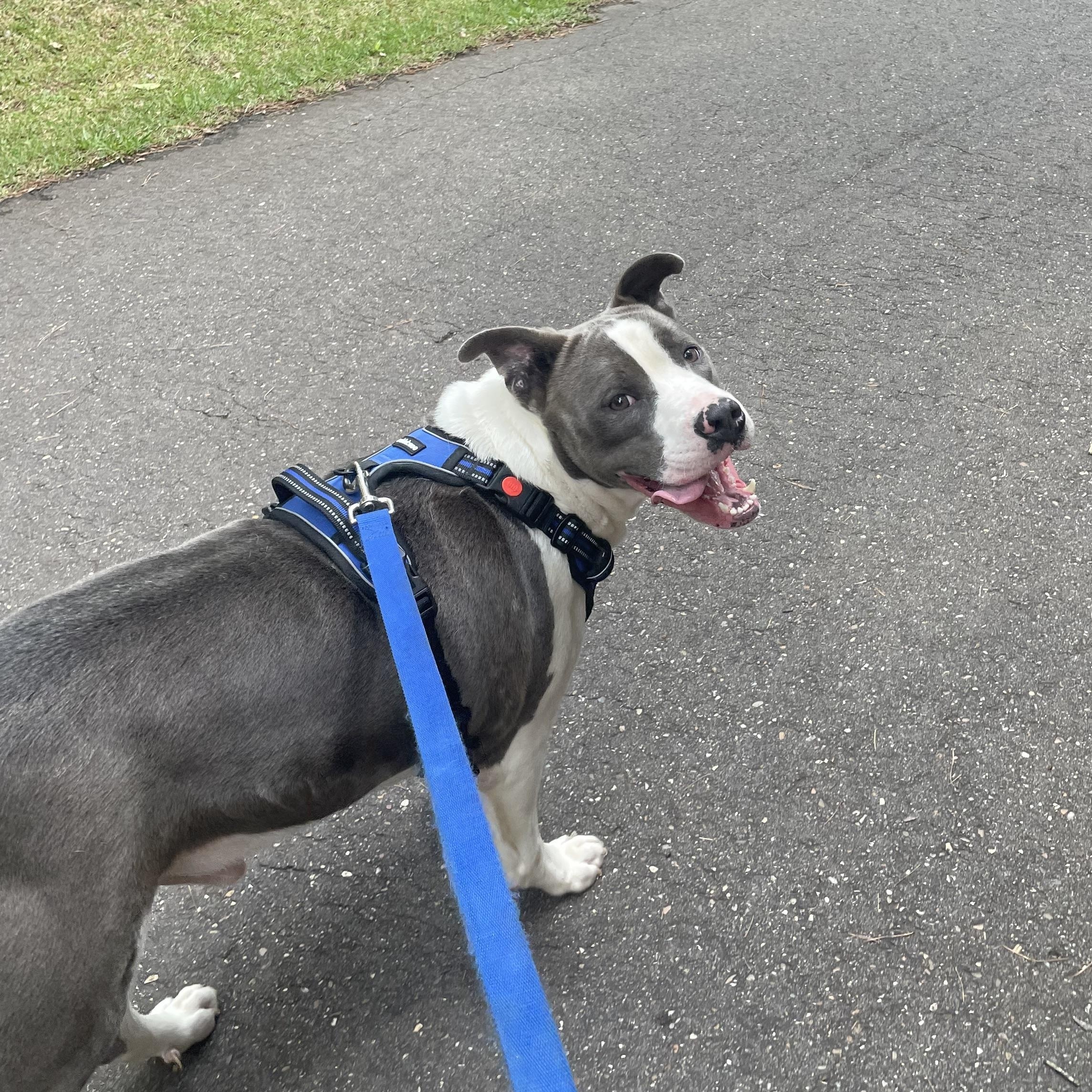 Enlarge Odin, a Adoptable Pit Bull Terrier in Ruston, LA image 4/6