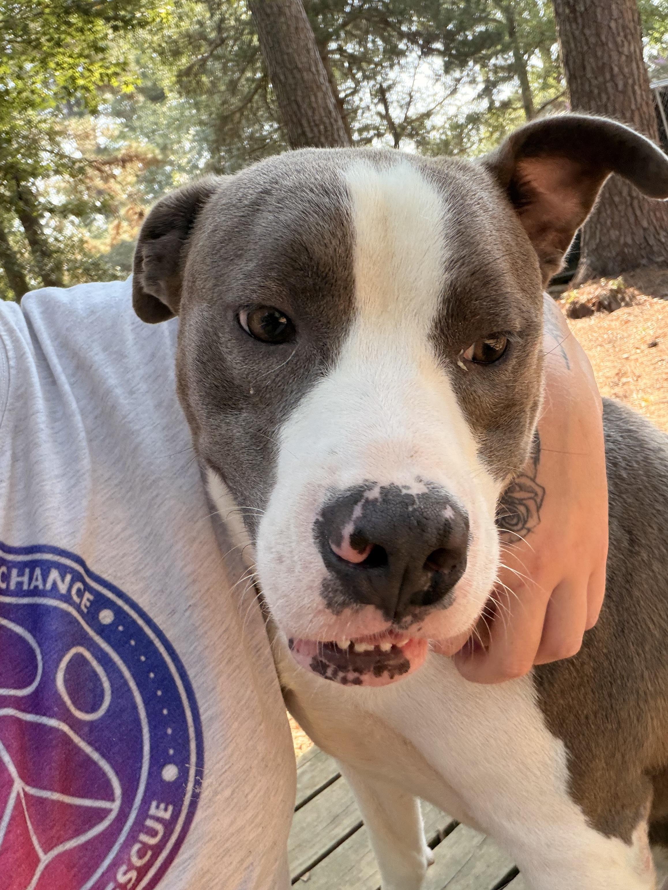 Odin, Adoptable, Young Male Pit Bull Terrier.